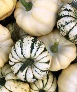 Roots Plants 3 Organic 'Sweet Dumpling' Winter Squash Plants