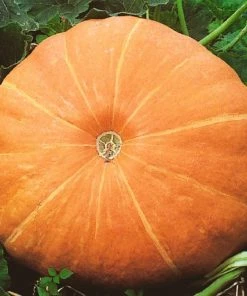 Roots Plants All Vegetable Plants 3 Organic 'Hundredweight' Pumpkin Plants
