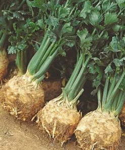 Roots Plants All Vegetable Plants 10 Organic 'Red Veined' Sorrel Plants