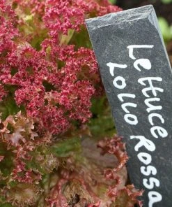 Roots Plants 10 Organic 'Lollo Rossa' Lettuce Plants