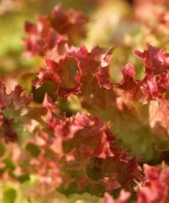 Roots Plants 10 Organic 'Lollo Rossa' Lettuce Plants