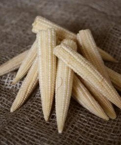 Roots Plants 10 Organic 'Minipop' Baby Sweetcorn Plants All Vegetable Plants
