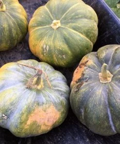 Roots Plants Root Vegetables 3 Organic 'Musquee De Provence' Winter Squash Plants