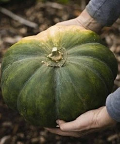 Roots Plants Root Vegetables 3 Organic 'Musquee De Provence' Winter Squash Plants