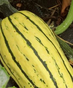Roots Plants 3 Organic 'Cornells Bush Delicata' Winter Squash Plants 16 Roots Plants 3 Organic 'Cornells Bush Delicata' Winter Squash Plants