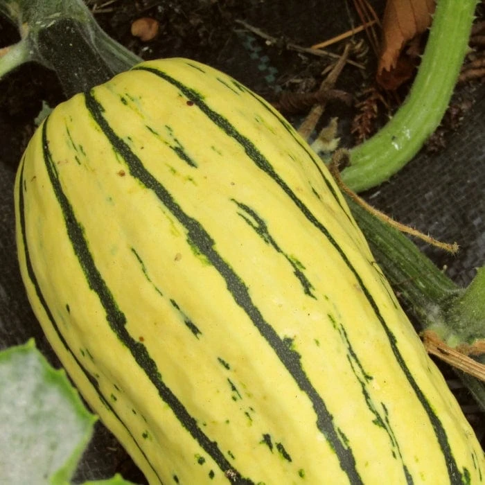 Roots Plants 3 Organic 'Cornells Bush Delicata' Winter Squash Plants 7 Roots Plants 3 Organic 'Cornells Bush Delicata' Winter Squash Plants