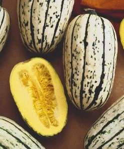 Roots Plants 3 Organic 'Cornells Bush Delicata' Winter Squash Plants 15 Roots Plants 3 Organic 'Cornells Bush Delicata' Winter Squash Plants