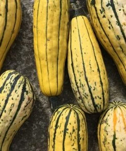 Roots Plants 3 Organic 'Cornells Bush Delicata' Winter Squash Plants 14 Roots Plants 3 Organic 'Cornells Bush Delicata' Winter Squash Plants