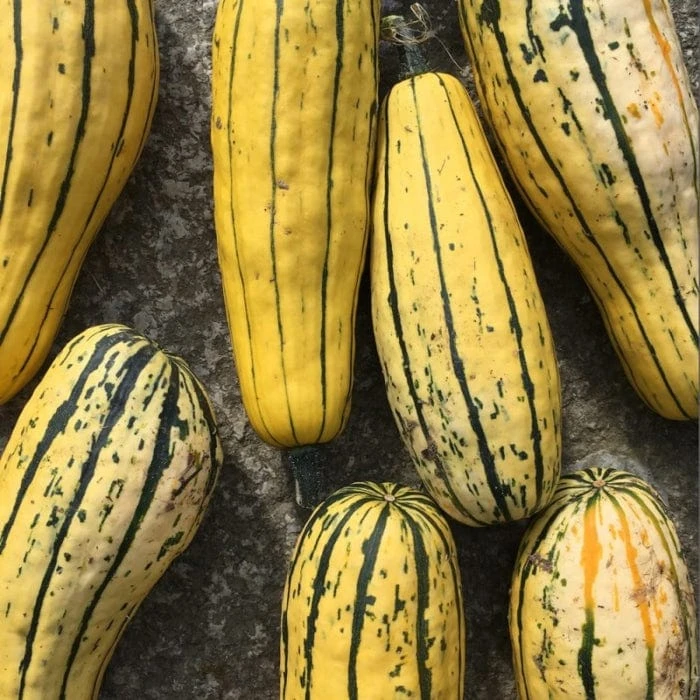 Roots Plants 3 Organic 'Cornells Bush Delicata' Winter Squash Plants 5 Roots Plants 3 Organic 'Cornells Bush Delicata' Winter Squash Plants