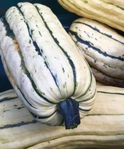 Roots Plants 3 Organic 'Cornells Bush Delicata' Winter Squash Plants