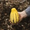 Roots Plants 3 Organic 'Cornells Bush Delicata' Winter Squash Plants
