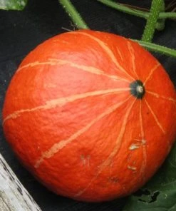 Roots Plants 3 Organic 'Uchiki Kuri' Winter Squash Plants Root Vegetables