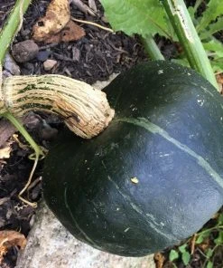 Roots Plants 3 Organic 'Honey Bear' Winter Squash Plants