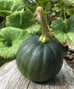 Roots Plants 3 Organic 'Honey Bear' Winter Squash Plants