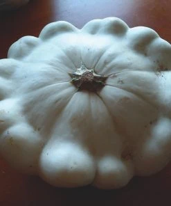 Roots Plants 3 Organic 'Custard White' Summer Squash Plants