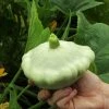 Roots Plants 3 Organic 'Custard White' Summer Squash Plants 1 Roots Plants 3 Organic 'Custard White' Summer Squash Plants