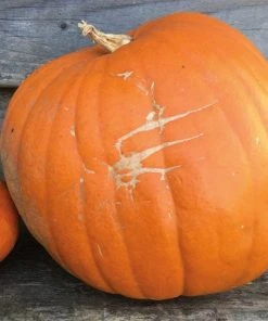 Roots Plants 3 Organic 'Jack O' Lantern' Pumpkin Plants All Vegetable Plants