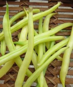 Roots Plants 10 Organic 'Orinoco' Dwarf French Bean Plants