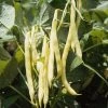 Roots Plants 10 Organic 'Orinoco' Dwarf French Bean Plants