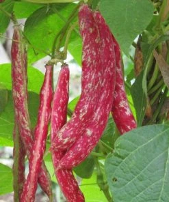 Roots Plants 10 Organic 'Orinoco' Dwarf French Bean Plants 7 Roots Plants 10 Organic 'Orinoco' Dwarf French Bean Plants