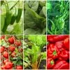 Roots Plants 41 Vegetables Plants For Pots | Tomatoes, Peppers & More