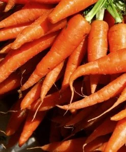 Roots Plants All Vegetable Plants Best Vegetable Plants Collection | Growers Choice