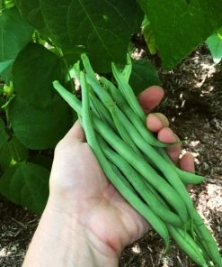 Roots Plants All Vegetable Plants Best Vegetable Plants Collection | Growers Choice