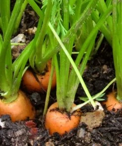 Roots Plants All Vegetable Plants Best Vegetable Plants Collection | Growers Choice