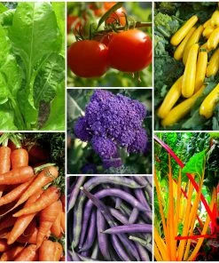 Roots Plants 58 Colourful Vegetable Plants | Eat The Rainbow All Vegetable Plants