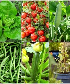 Roots Plants All Vegetable Plants 38 Easy To Grow Vegetable Plants | Ideal For Beginners