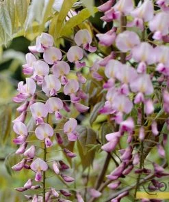 Roots Plants Wisteria Floribunda 'Rosea' | On A 90cm Cane In A 3L Pot