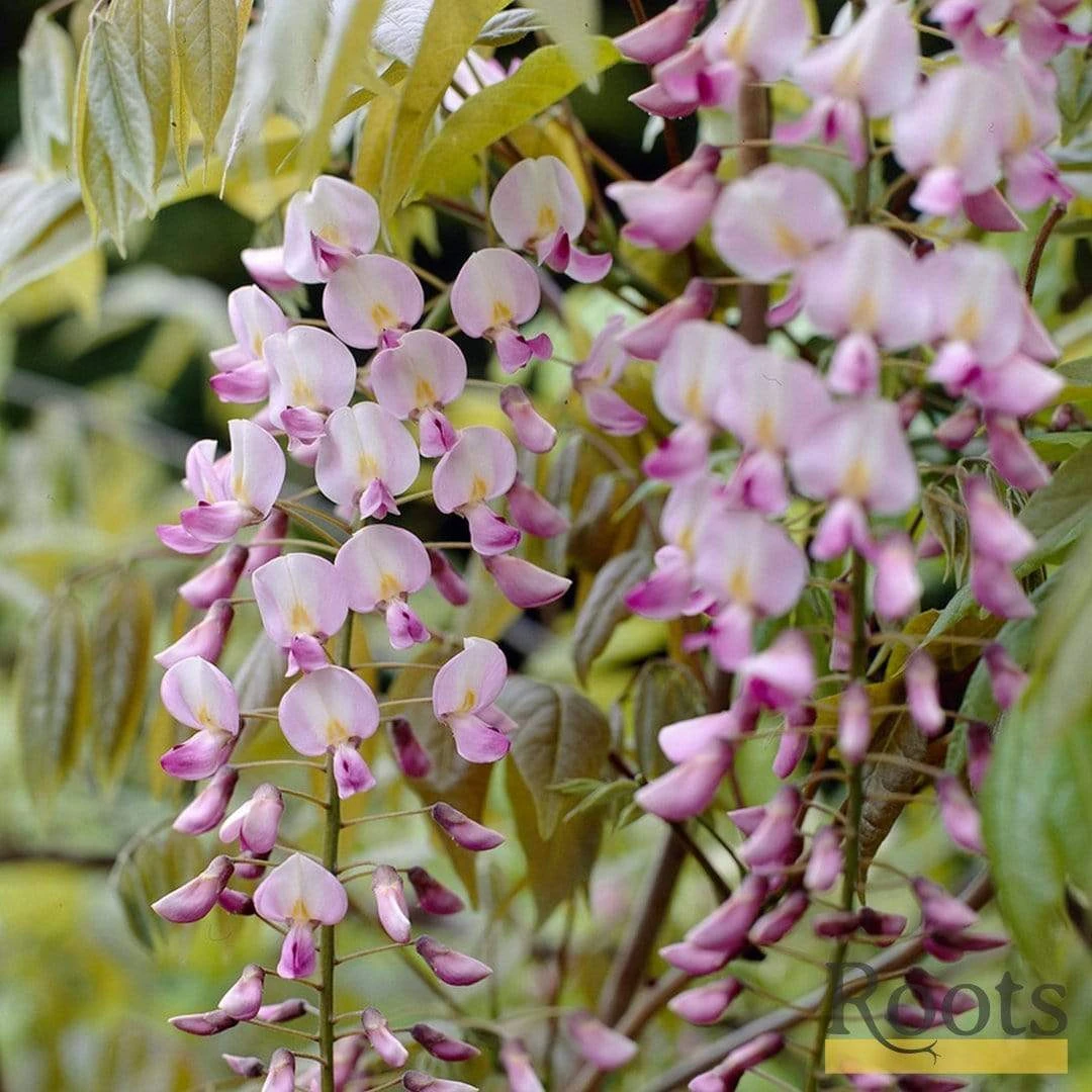 Roots Plants Wisteria Floribunda 'Rosea' | On A 90cm Cane In A 3L Pot 3 Roots Plants Wisteria Floribunda 'Rosea' | On A 90cm Cane In A 3L Pot