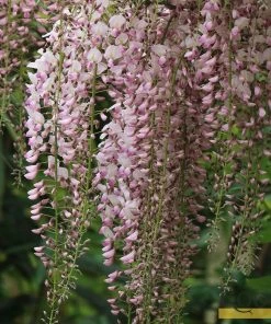Roots Plants Wisteria Floribunda 'Rosea' | On A 90cm Cane In A 3L Pot
