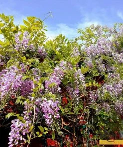 Roots Plants Wisteria Floribunda 'Rosea' | On A 90cm Cane In A 3L Pot 8 Roots Plants Wisteria Floribunda 'Rosea' | On A 90cm Cane In A 3L Pot