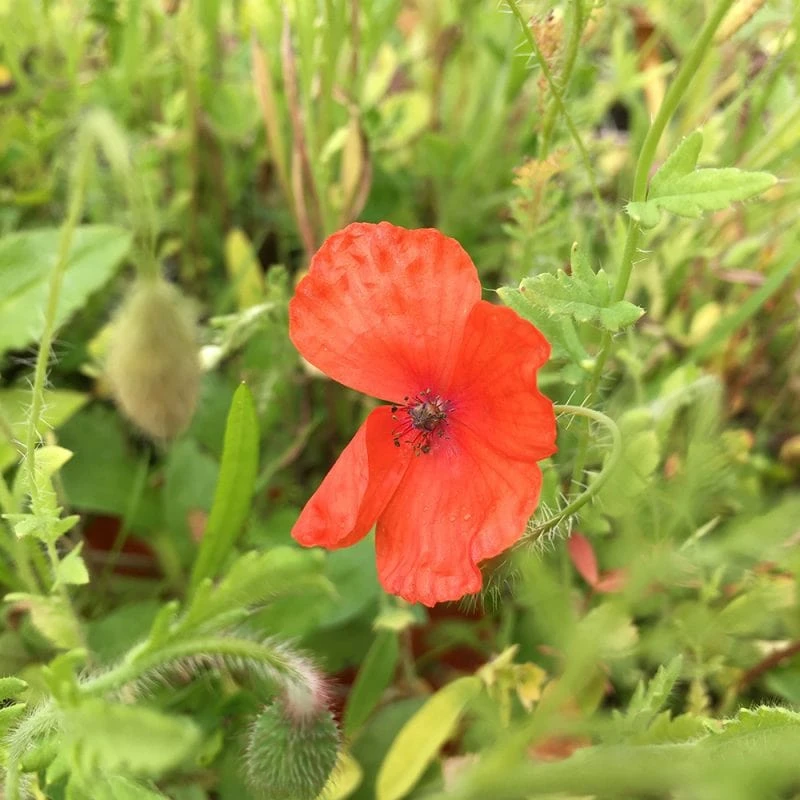 Roots Plants 100 Wildflower Meadow Plug Plants Perennials 12 Roots Plants 100 Wildflower Meadow Plug Plants Perennials