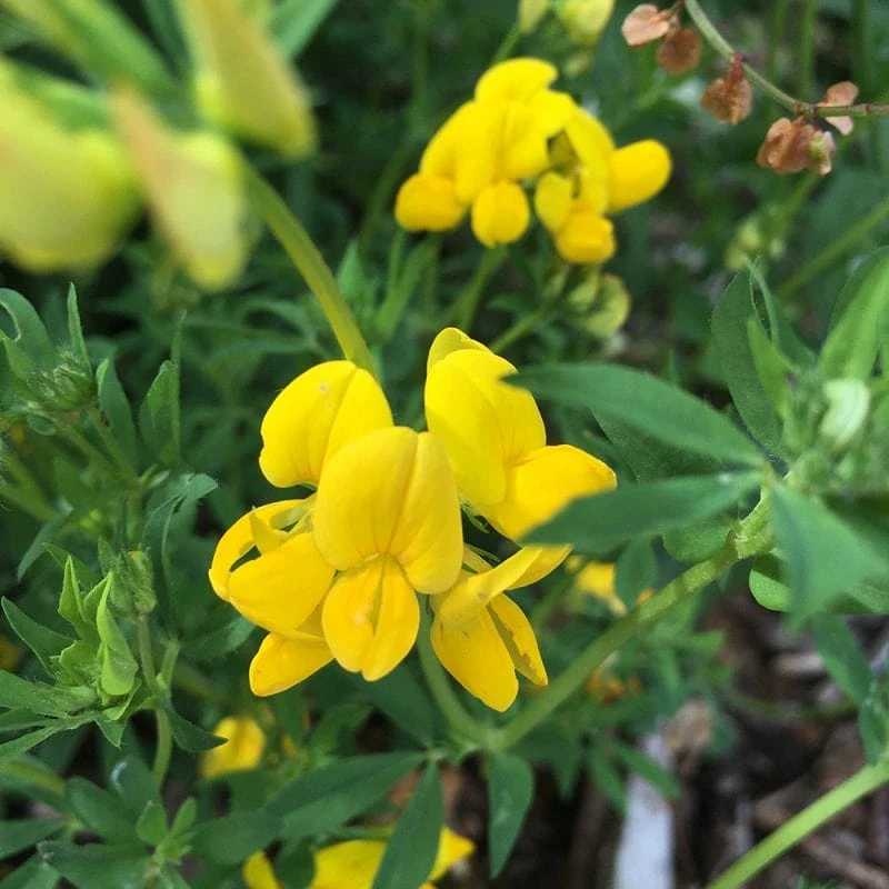 Roots Plants 100 Wildflower Meadow Plug Plants Perennials 11 Roots Plants 100 Wildflower Meadow Plug Plants Perennials