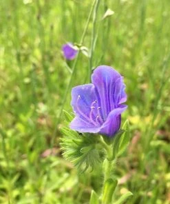Roots Plants 100 Wildflower Meadow Plug Plants Perennials 23 Roots Plants 100 Wildflower Meadow Plug Plants Perennials
