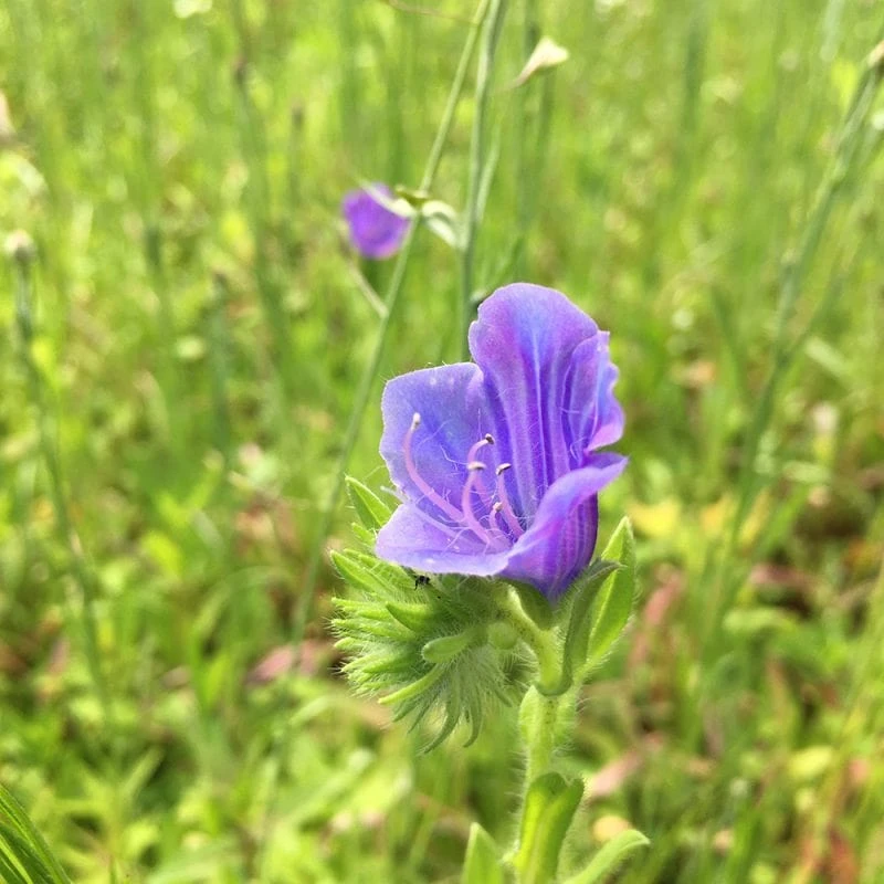 Roots Plants 100 Wildflower Meadow Plug Plants Perennials 13 Roots Plants 100 Wildflower Meadow Plug Plants Perennials