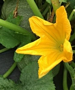 Roots Plants 3 Organic 'Cornells Bush Delicata' Winter Squash Plants 19 Roots Plants 3 Organic 'Cornells Bush Delicata' Winter Squash Plants