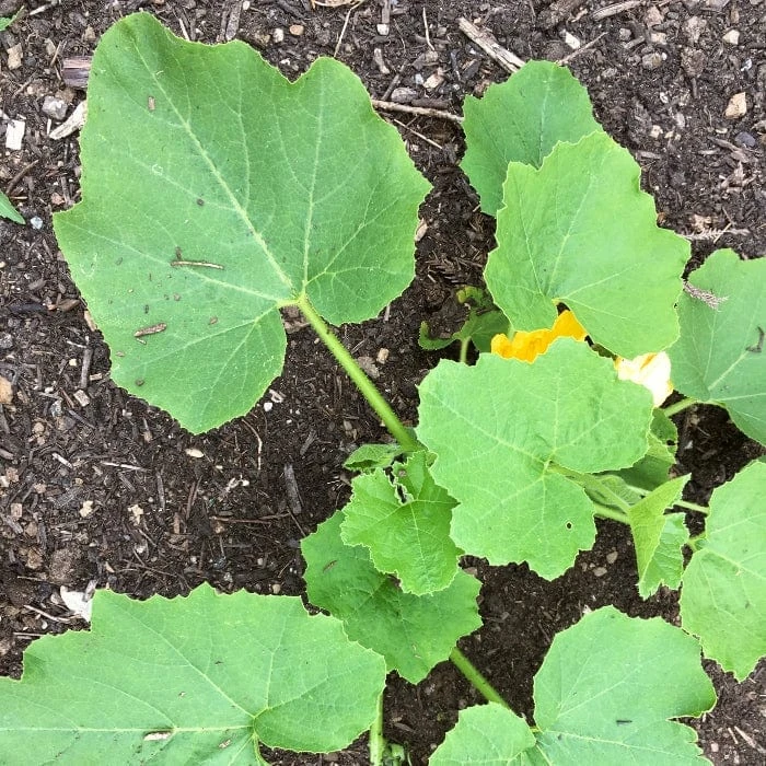 Roots Plants 3 Organic 'Cornells Bush Delicata' Winter Squash Plants 11 Roots Plants 3 Organic 'Cornells Bush Delicata' Winter Squash Plants