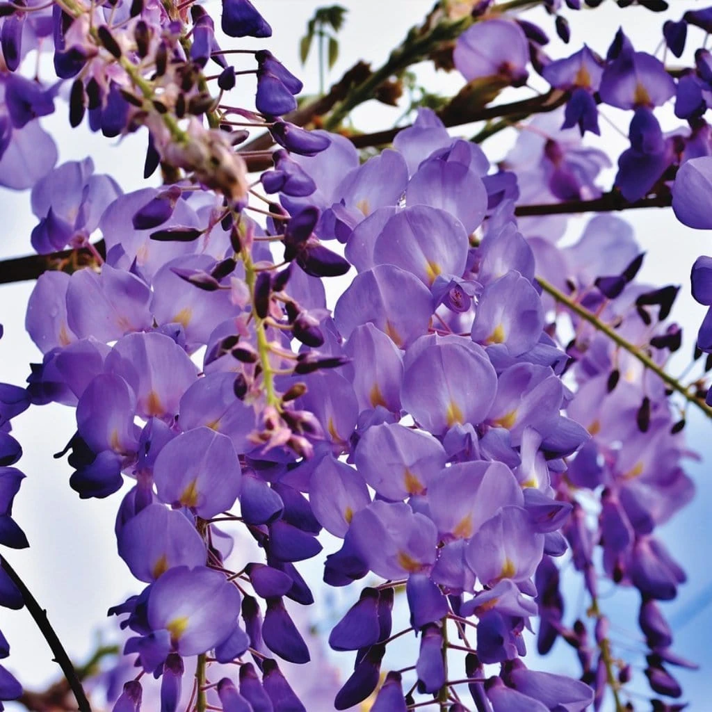 Roots Plants Wisteria 'Black Dragon' | Wisteria Floribunda | On A 90cm Cane In A 3L Pot 3 Roots Plants Wisteria 'Black Dragon' | Wisteria Floribunda | On A 90cm Cane In A 3L Pot