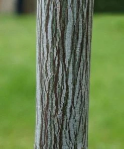 Roots Plants Viper Acer Tree | Acer Davidii | Snake Bark Maple