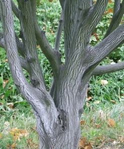 Roots Plants Viper Acer Tree | Acer Davidii | Snake Bark Maple