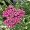 Roots Plants Achillea 'Milly Rock Rose' | 3L Pot 1 Roots Plants Achillea 'Milly Rock Rose' | 3L Pot