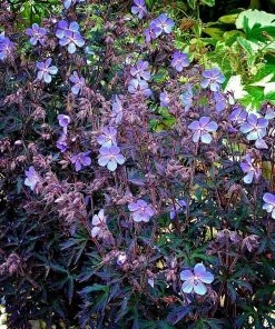 Roots Plants Geraniums & Pelargoniums Geranium 'Black Beauty' 3L Pot