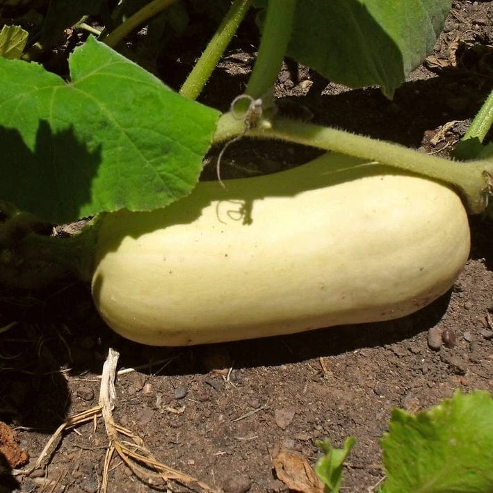 Roots Plants 3 Organic 'Waltham Butternut' Butternut Squash Plants Root Vegetables 6 Roots Plants 3 Organic 'Waltham Butternut' Butternut Squash Plants Root Vegetables