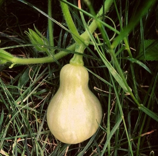 Roots Plants 3 Organic 'Waltham Butternut' Butternut Squash Plants Root Vegetables 3 Roots Plants 3 Organic 'Waltham Butternut' Butternut Squash Plants Root Vegetables