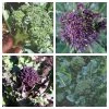 Roots Plants Brassicas & Leafy Greens 20 Best Broccoli Plants Collection | Growers Choice