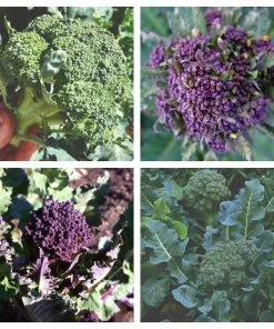 Roots Plants Brassicas & Leafy Greens 20 Best Broccoli Plants Collection | Growers Choice