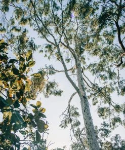 Roots Plants Hardy Eucalyptus Tree | Eucalyptus Gunnii